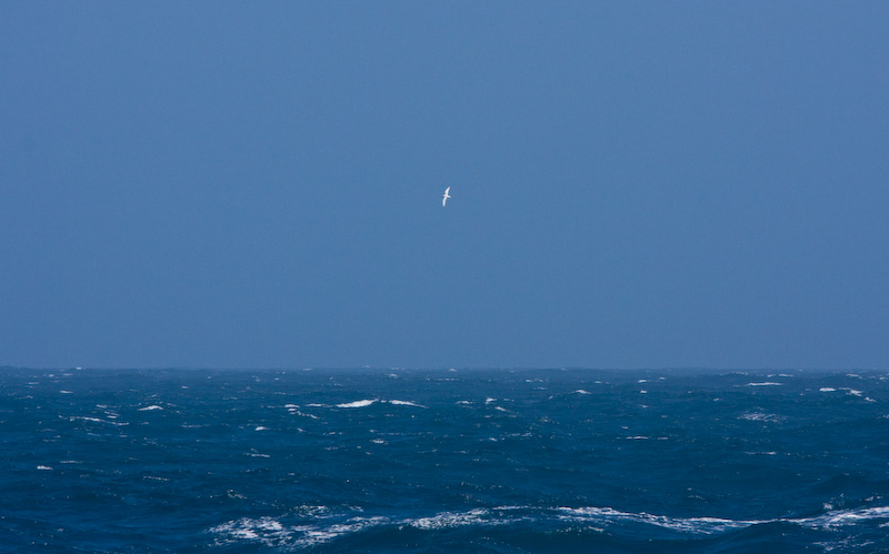 Snow Petrel In Flight